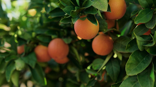 Redbelly News | ABC Online – Riverina Blood Orange Farm Seeing Red With New Grading Technology