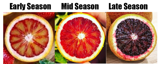 Early, Mid and Late Season Blood Oranges what are the differences